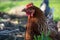 Hens feed on the traditional rural barnyard. Chicken standing on barn yard with the chicken coop. Free range poultry farming