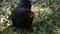 Hens feed on the traditional rural barnyard. Close up of chicken standing on barn yard with the chicken coop. Free range poultry