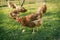 Hens feed on the traditional rural barnyard. Hen standing in grass on rural garden in countryside. Close up of chicken standing