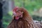 Hens feed on the traditional rural barnyard at sunny day. Detail of hen head. Chickens sitting in henhouse. Close up of chicken