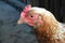 Hens feed on a traditional rural farmyard on a sunny day. Detail of a chicken head. Free range poultry farming