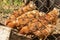 Hens feeding with corns in the hen house. Farm yard with group of chicken