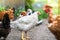 Hens feeding on traditional rural barnyard. Close up of chicken on barn yard. Free range poultry farming concept