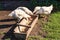 Hens feeding from wooden trough on the rural yard. White dirty chickens eating grains