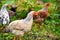 Hens in field organic farm. Free range chickens on a lawn