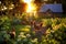 hens foraging in a sunlit vegetable garden