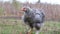 Hens graze in the yard of the farm. Super slow motion 240
