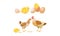 Hens and hatched chicks. Poultry breeding vector illustration