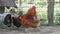 Hens in a hen coop behind a wired fence during daytime