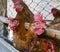 Hens in henhouse