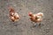 Hens in the muddy surrounding. Chicken on a traditional organic poultry farm