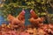 hens pecking amongst fallen autumn leaves in a garden