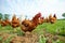 hens pecking at the ground in free-range farming