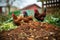 hens pecking at a pile of organic compost