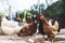 Hens pecking at the soil of an ecological farm to lay boar eggs