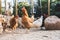 Hens pecking at the soil of an ecological farm to lay boar eggs