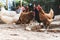 Hens pecking at the soil of an ecological farm to lay boar eggs