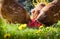 Hens pecks food in meadow