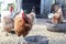 Hens posing in farm. Chickens feeding.