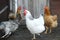 Hens, poultry