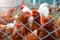 Hens poultry farm.