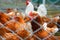 Hens poultry farm. Portrait of a brown chicken hen in the center of the composition.