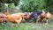 Hens on the poultry in a hungarian farm, slow motion