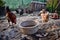 Hens and rooster feed on traditional rural farm yard. Free range breed