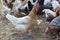 Hens and rooster in the home henhouse