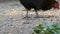 Hens and roosters eat food off the ground in a village yard close up view