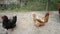 Hens and roosters feed on thraditional rural, farm yard. Free range breed. Chickens on the barn yard