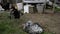 Hens and roosters feed on thraditional rural farm yard. Free range breed. Chickens on the barn yard at a sunny day