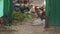 Hens and roosters graze in the courtyard of the village house. Animals exit the gate 4k