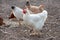 Hens in rural yard - poultry organic farm. Free range hens