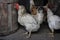 hens stand close together on dark background