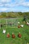 Hens beside their hen house.