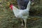 Hens of various breeds in the village on the nature. White curious chicken