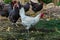 Hens of various breeds in the village on the nature. White curious chicken