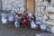 Hens waiting for food near the door of the house in the village