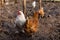 Hens walk on freshly digging land