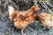 Hens walking on rural yard