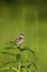 Henslow's Sparrow Immature    806022