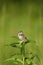 Henslow's Sparrow Immature    806033