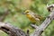 Hepatic Tanager