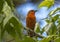 Hepatic Tanager in Arizona Forest