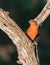 Hepatic Tanager found in Arizona