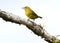 Hepatic Tanager Piranga flava perched on a tree branch