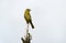 Hepatic Tanager Piranga flava perched on a tree stump