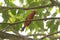 Hepatic Tanager in a tree