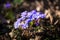 Hepatica, first spring blue flowers in a sunny day